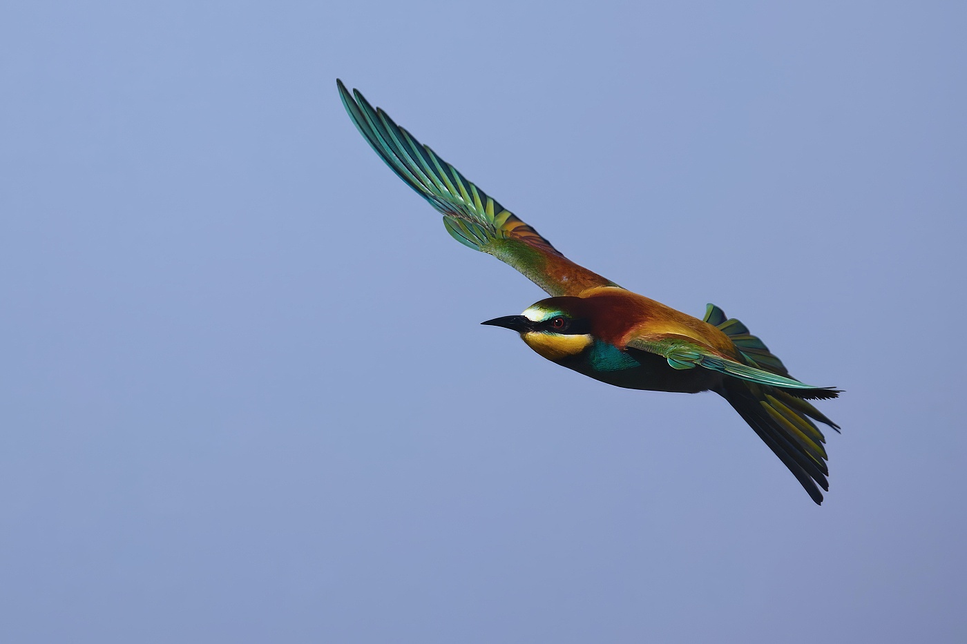 Vlha pestrá  ( Merops apiaster )