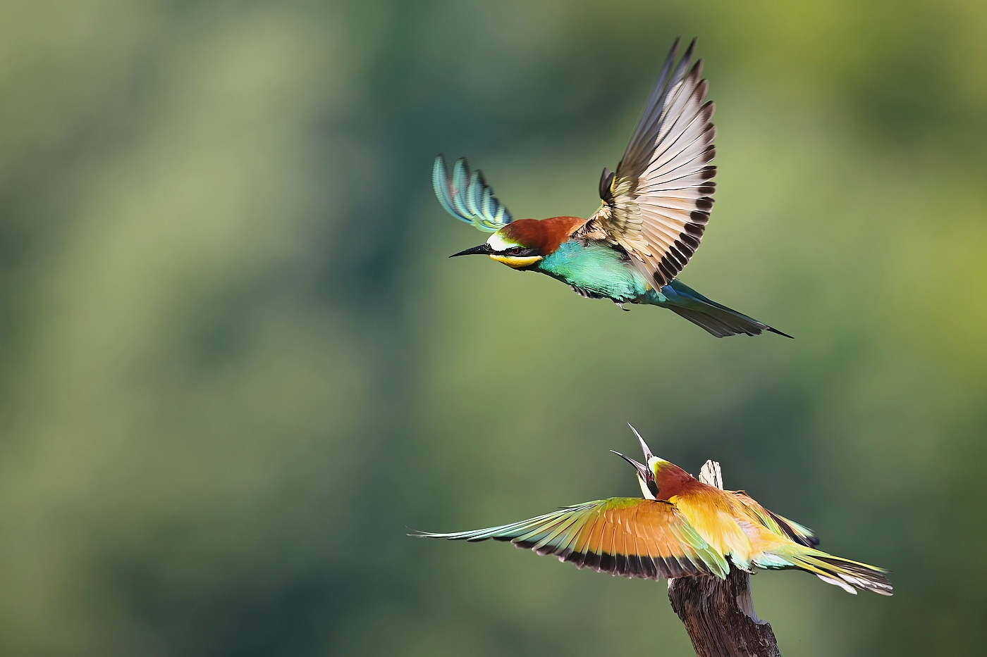 Vlha pestrá  ( Merops apiaster )