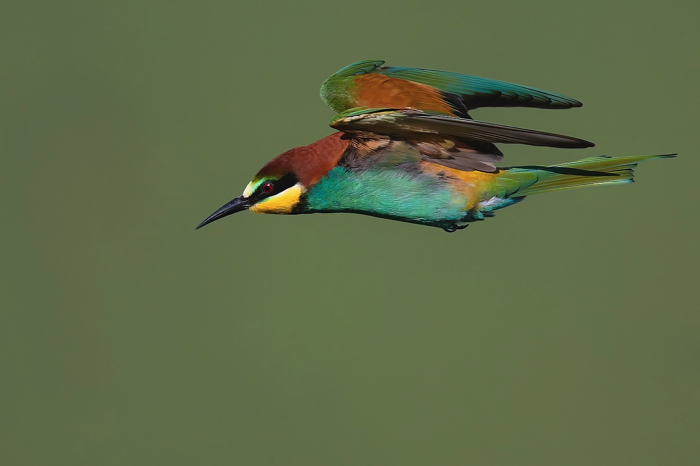 Vlha pestrá  ( Merops apiaster )