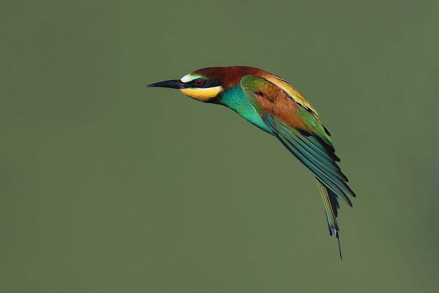 Vlha pestrá  ( Merops apiaster )