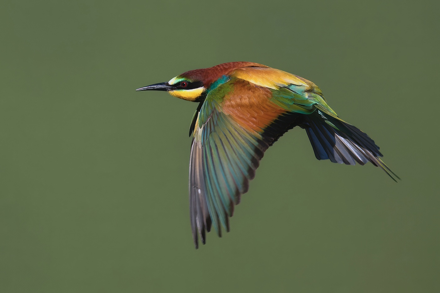 Vlha pestrá  ( Merops apiaster )