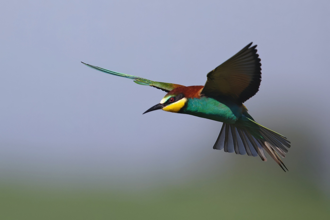 Vlha pestrá  ( Merops apiaster )