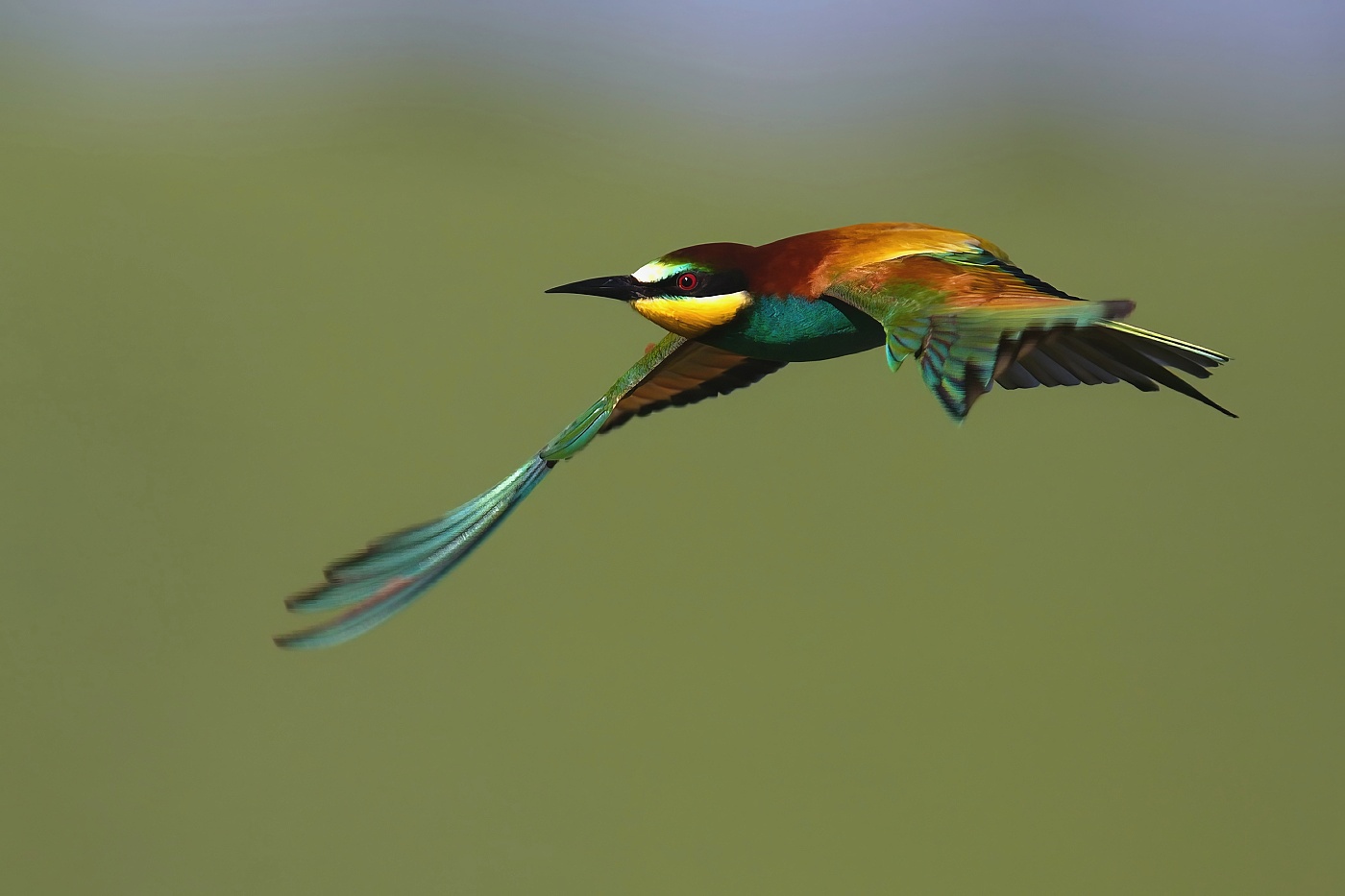 Vlha pestrá  ( Merops apiaster )