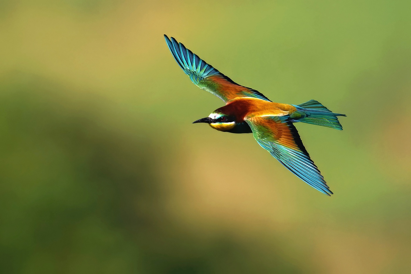 Vlha pestrá  ( Merops apiaster )