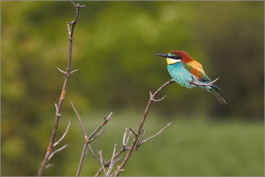 Vlha pestrá  ( Merops apiaster )