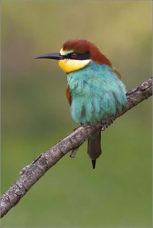 Vlha pestrá  ( Merops apiaster )