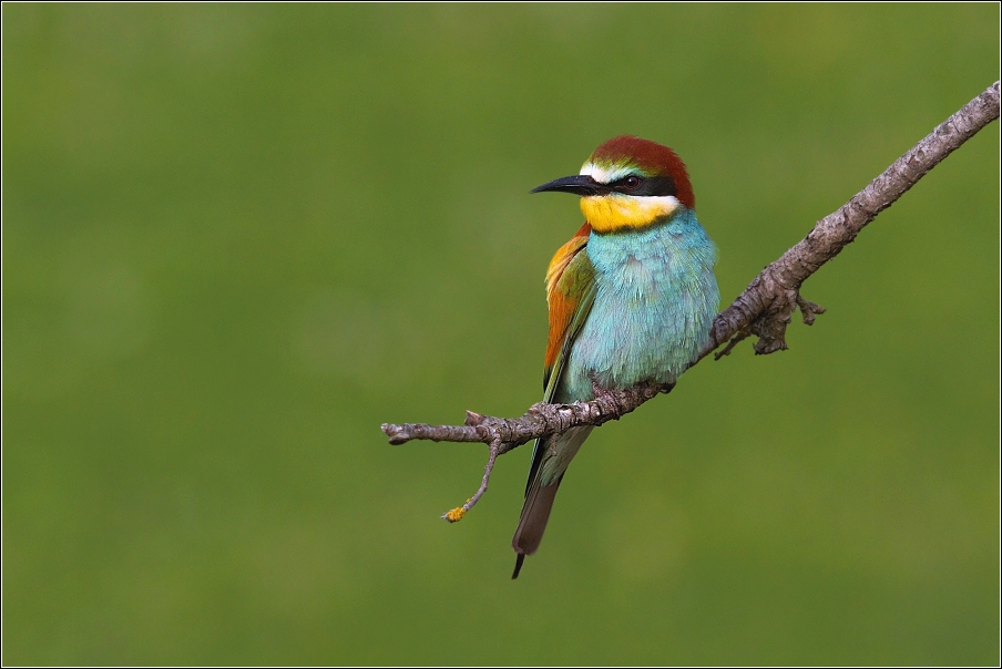 Vlha pestrá  ( Merops apiaster )