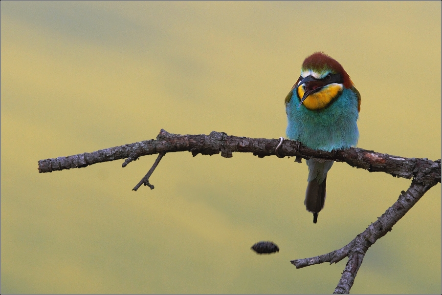 Vlha pestrá  ( Merops apiaster )