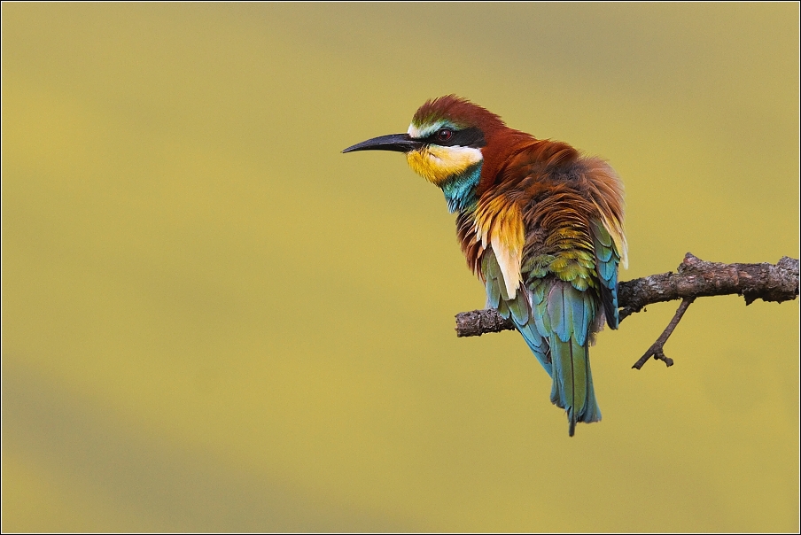 Vlha pestrá  ( Merops apiaster )