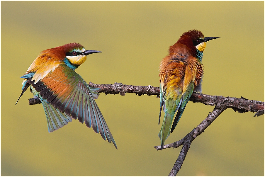 Vlha pestrá  ( Merops apiaster )