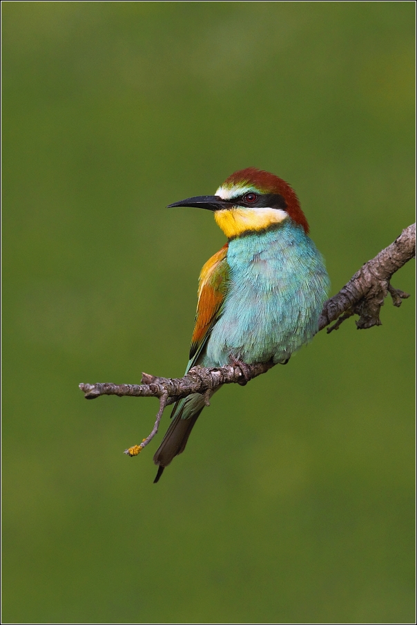 Vlha pestrá  ( Merops apiaster )