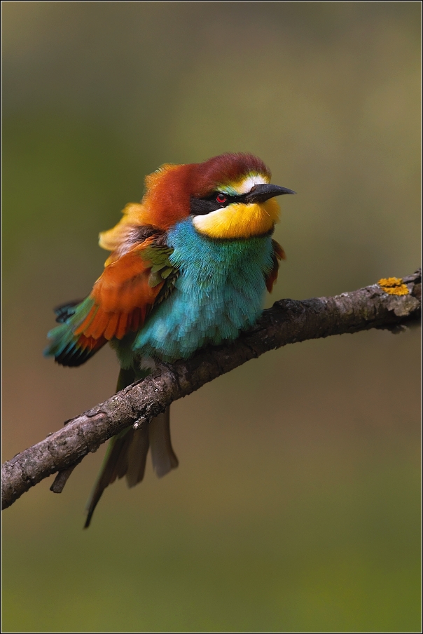 Vlha pestrá  ( Merops apiaster )