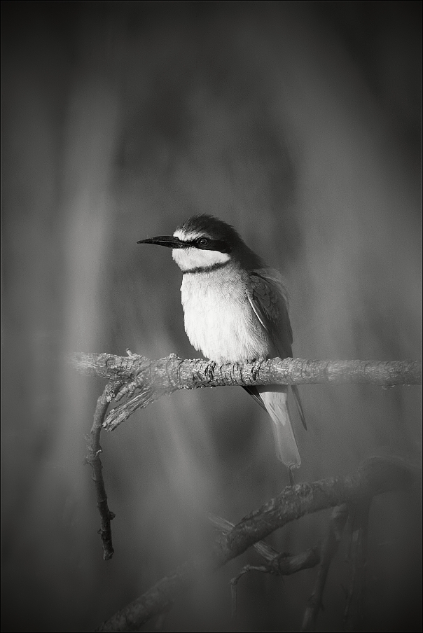 Vlha pestrá  ( Merops apiaster )