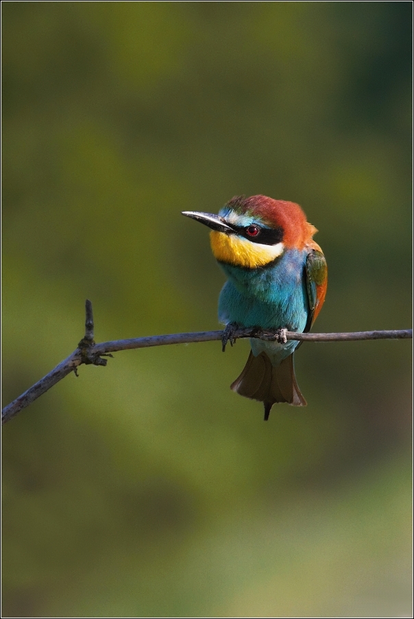 Vlha pestrá  ( Merops apiaster )