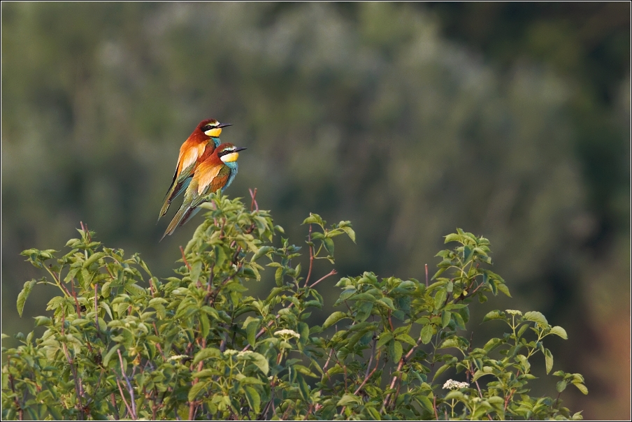 Vlha pestrá  ( Merops apiaster )