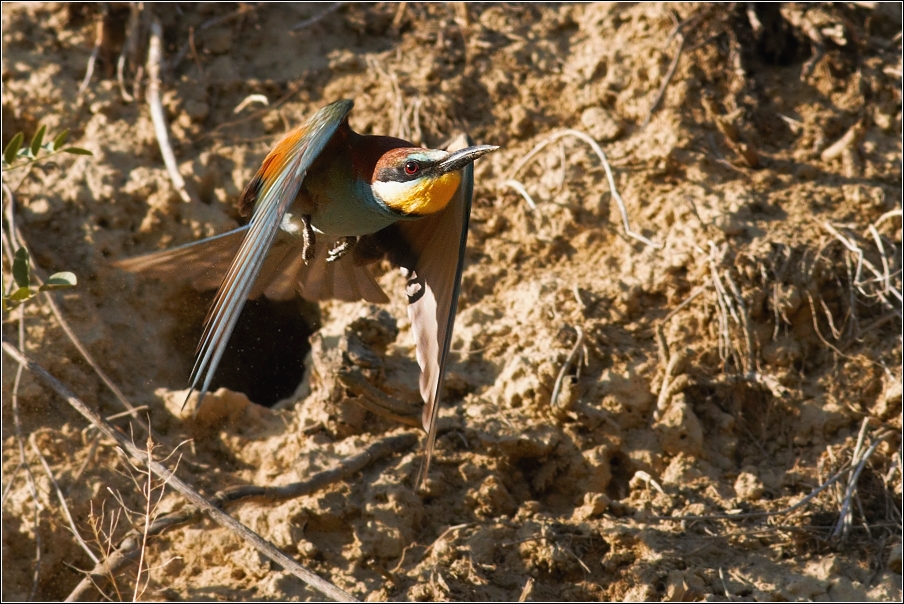 Vlha pestrá  ( Merops apiastr )