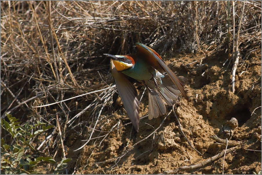 Vlha pestrá  ( Merops apiastr )