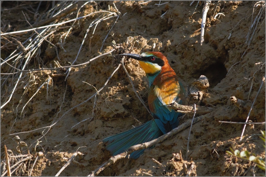 Vlha pestrá  ( Merops apiastr )