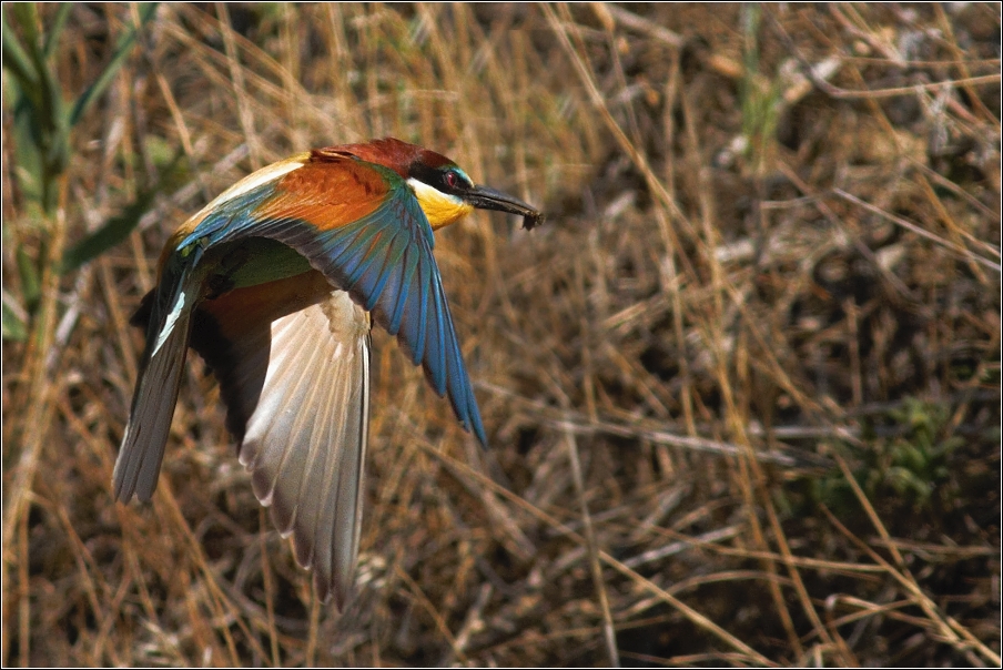 Vlha pestrá  ( Merops apiastr )