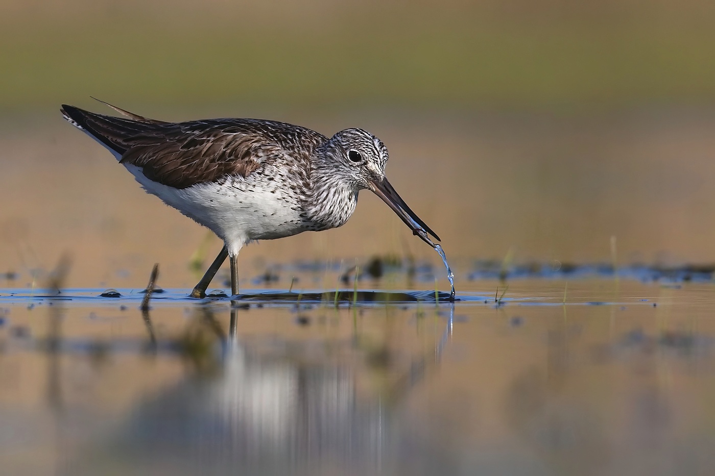 Vodouš šedý  ( Tringa nebularia )