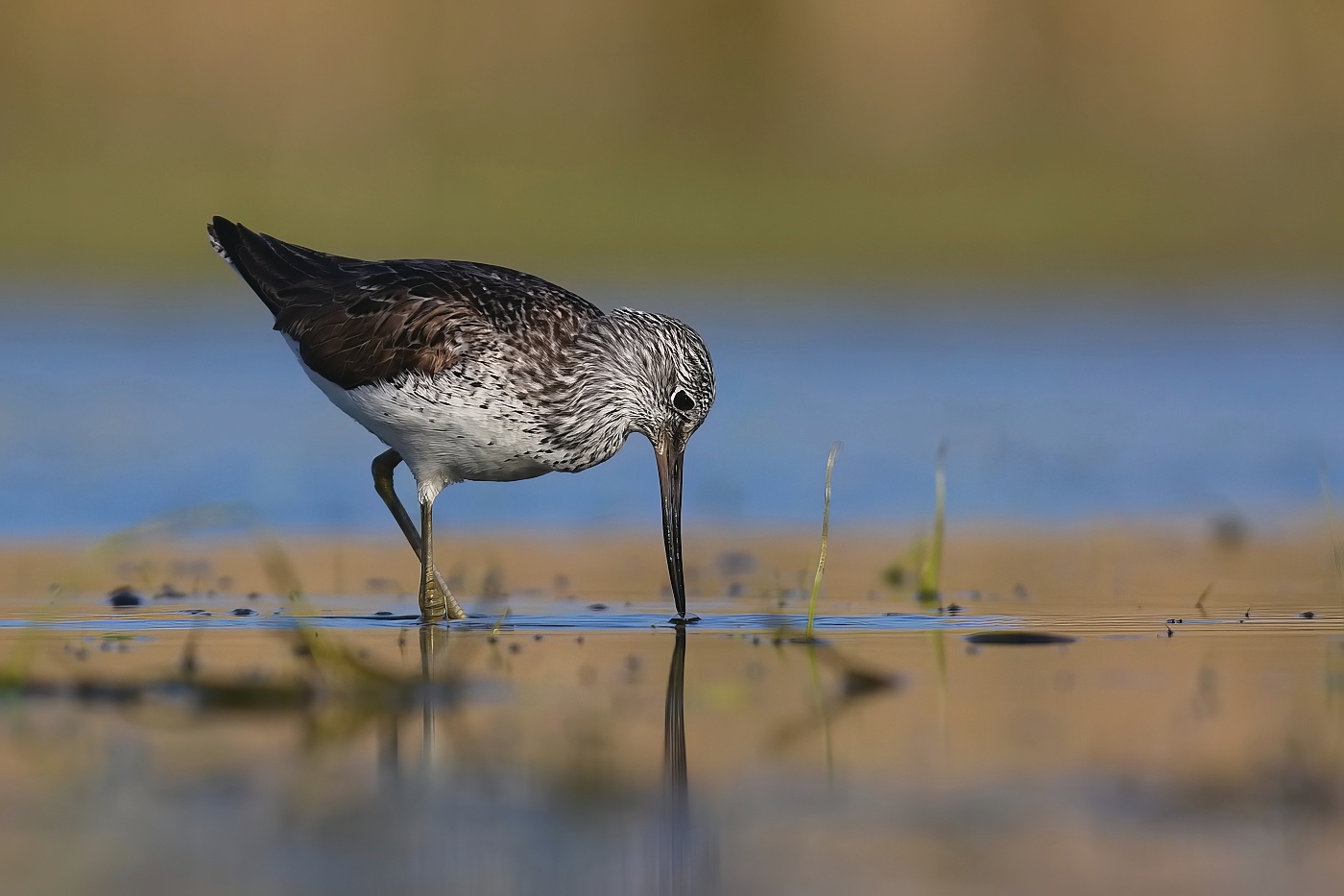 Vodouš šedý  ( Tringa nebularia )