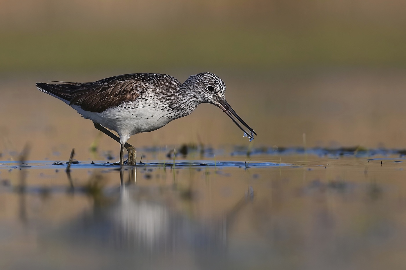 Vodouš šedý  ( Tringa nebularia )