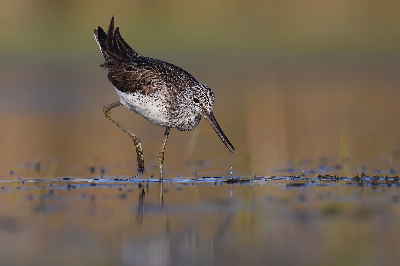 Vodouš šedý  ( Tringa nebularia )