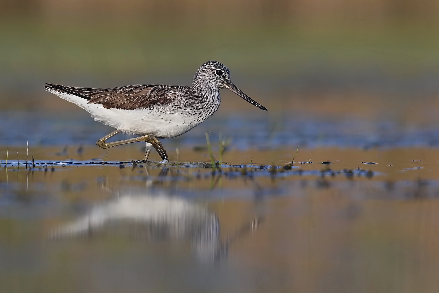 Vodouš šedý  ( Tringa nebularia )