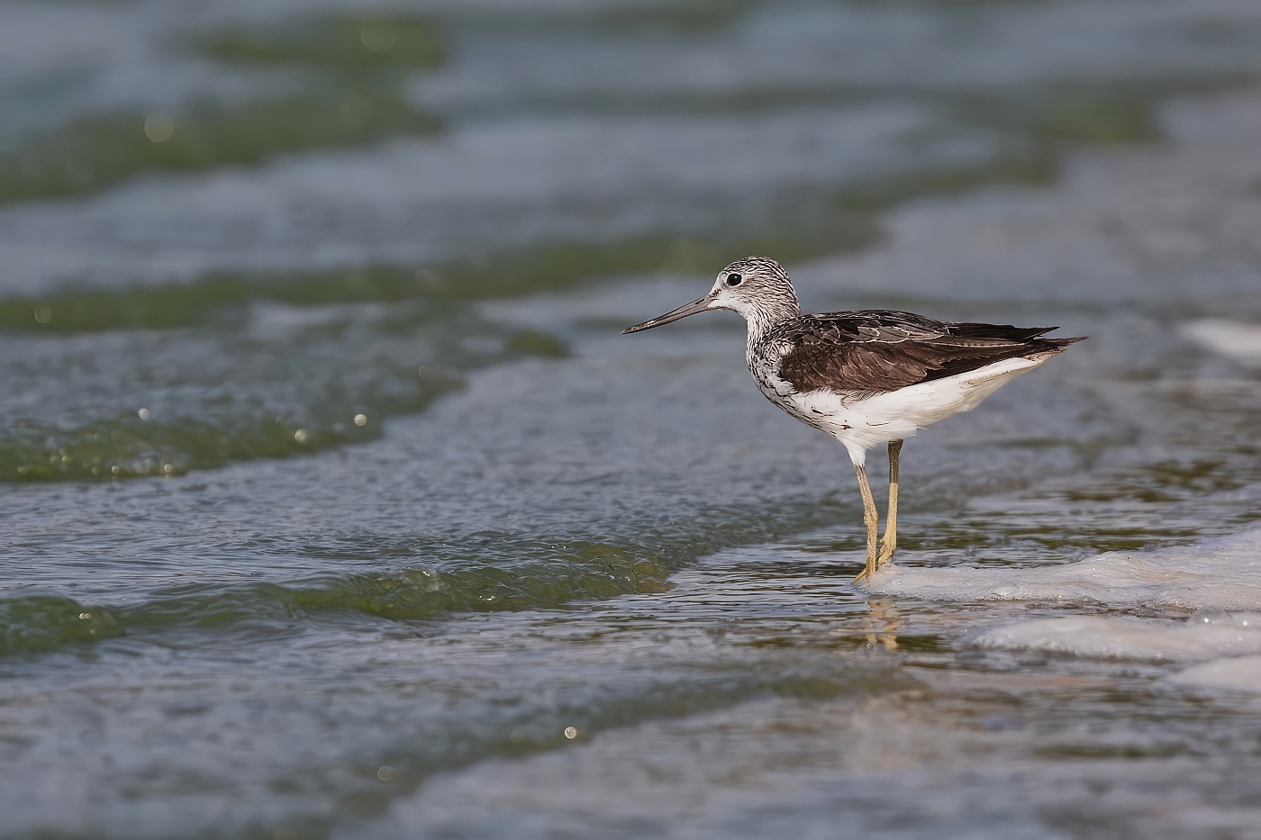 Vodouš šedý  ( Tringa nebularia )