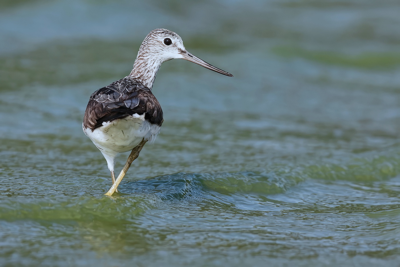 Vodouš šedý  ( Tringa nebularia )