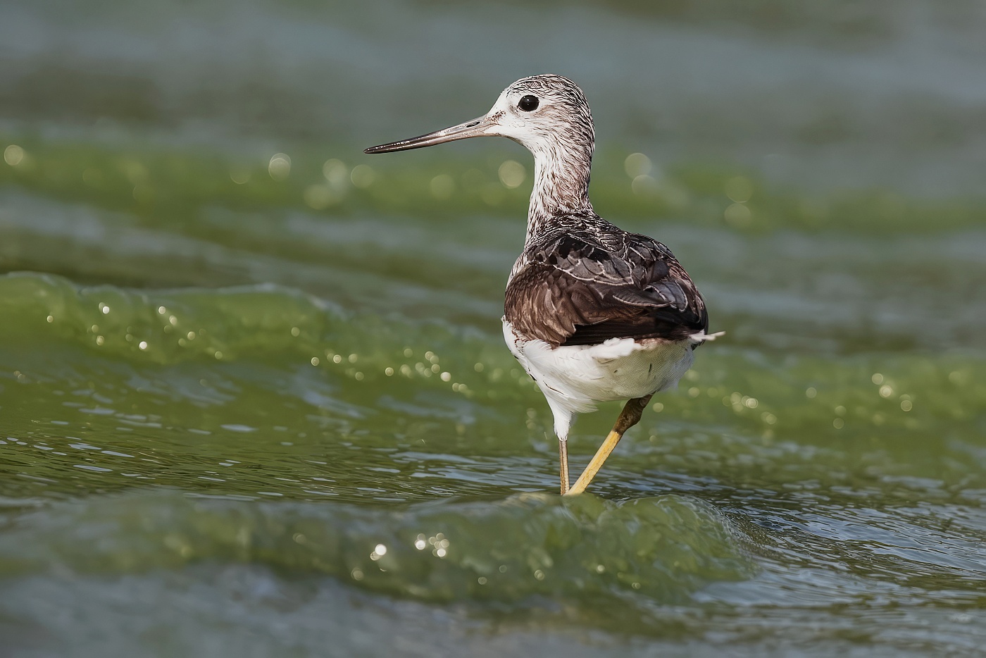 Vodouš šedý  ( Tringa nebularia )