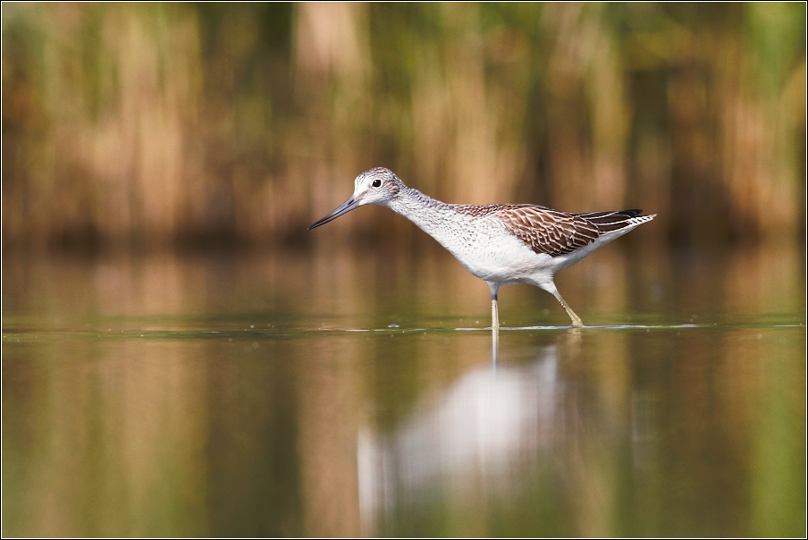 Vodouš šedý ( Tringa  nebularia )