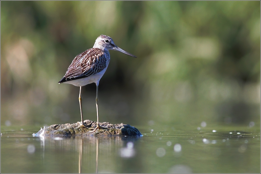 Vodouš šedý ( Tringa  nebularia )