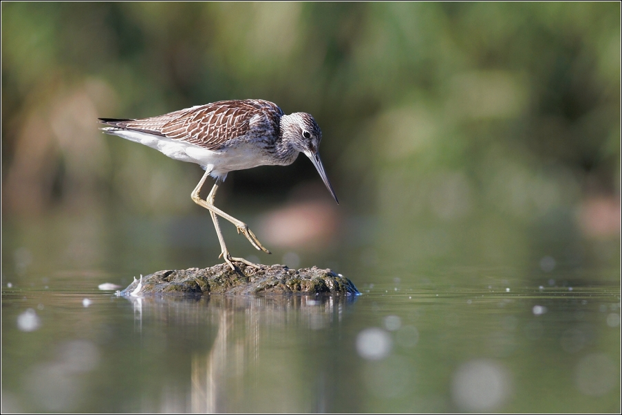 Vodouš šedý ( Tringa  nebularia )