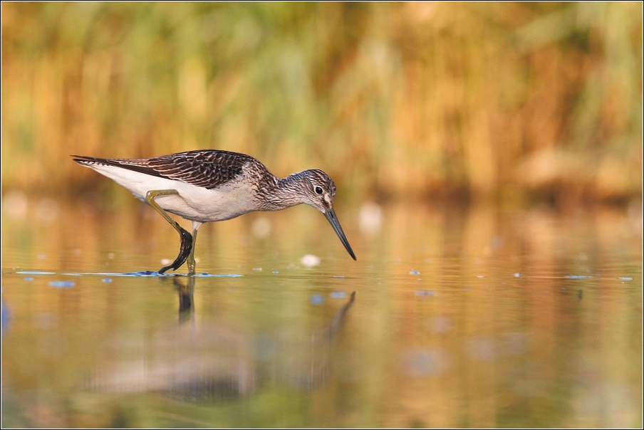 Vodouš šedý ( Tringa  nebularia )