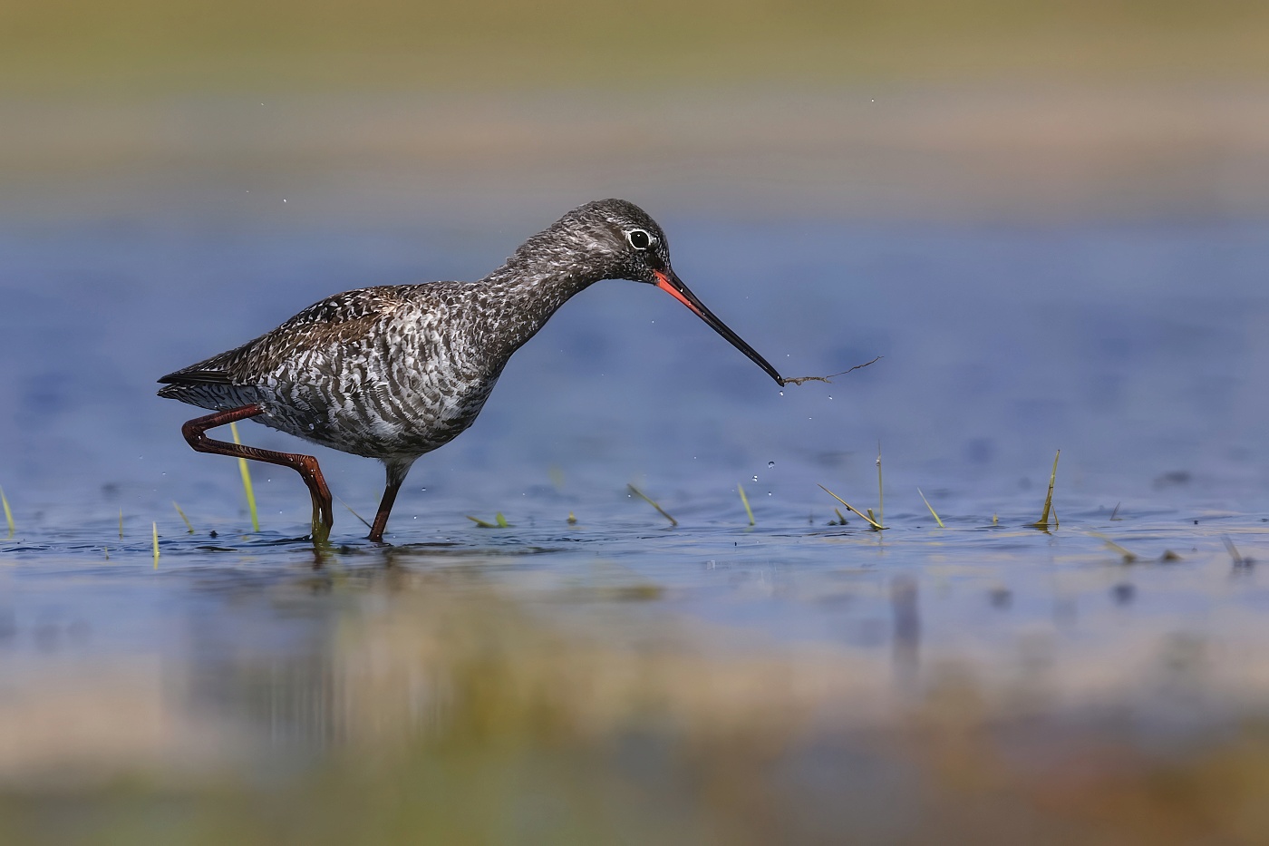 Vodouš tmavý  ( Tringa erythropus )