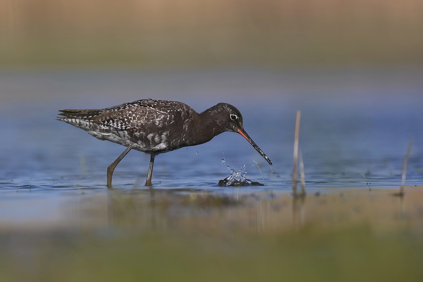 Vodouš tmavý  ( Tringa erythropus )