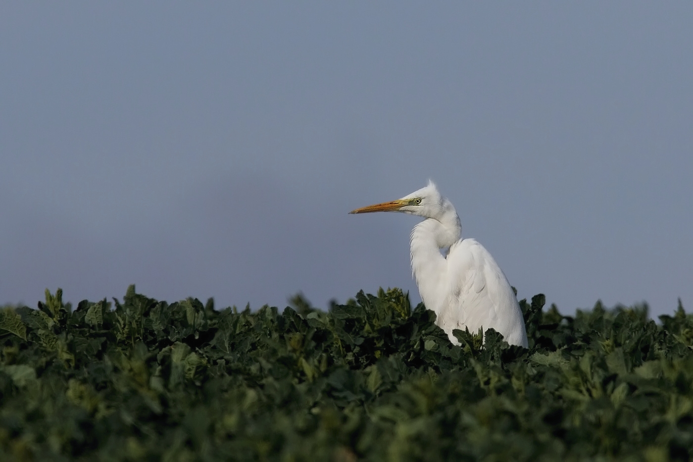 Volavka bílá  ( Egretta alba )