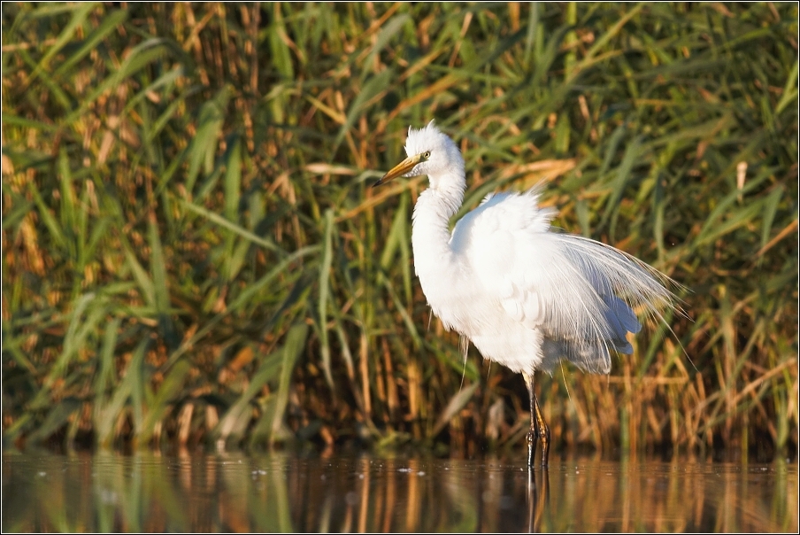 Volavka bílá ( Egretta alba )