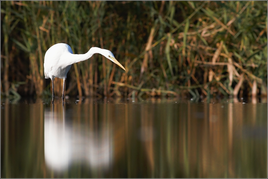 Volavka bílá ( Egretta alba )