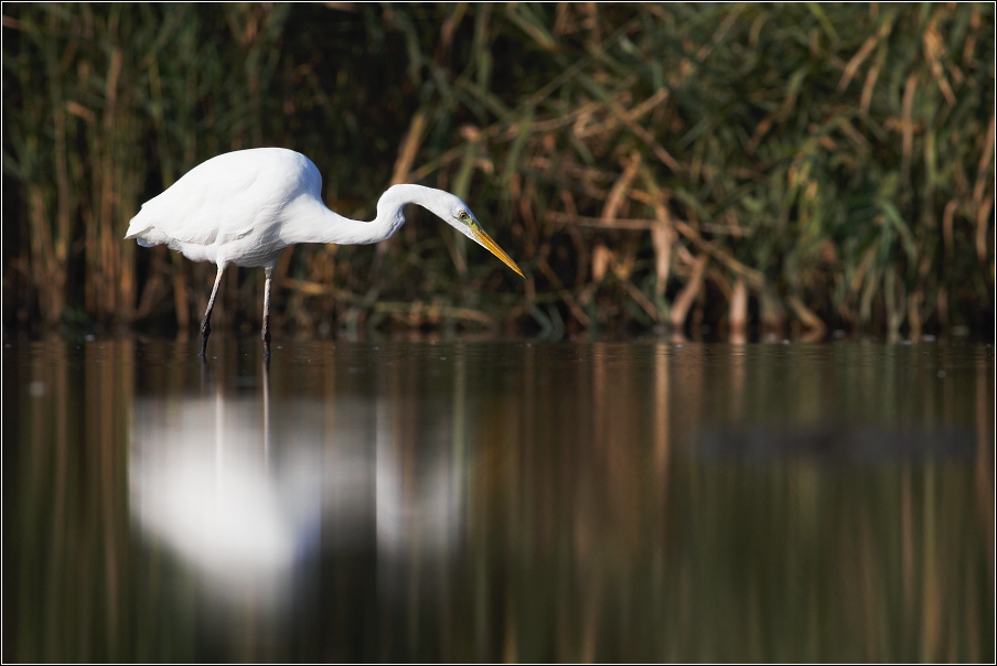 Volavka bílá ( Egretta alba )