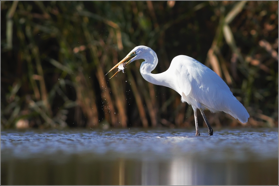 Volavka bílá ( Egretta alba )