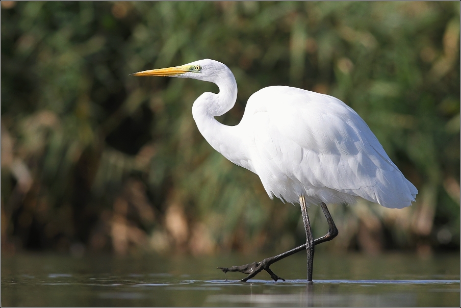 Volavka bílá ( Egretta alba )