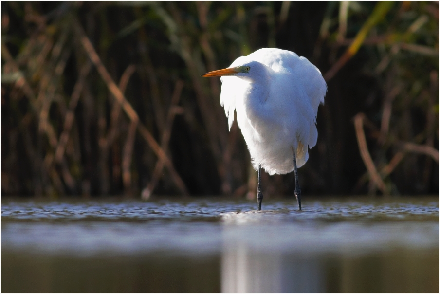 Volavka bílá ( Egretta alba )