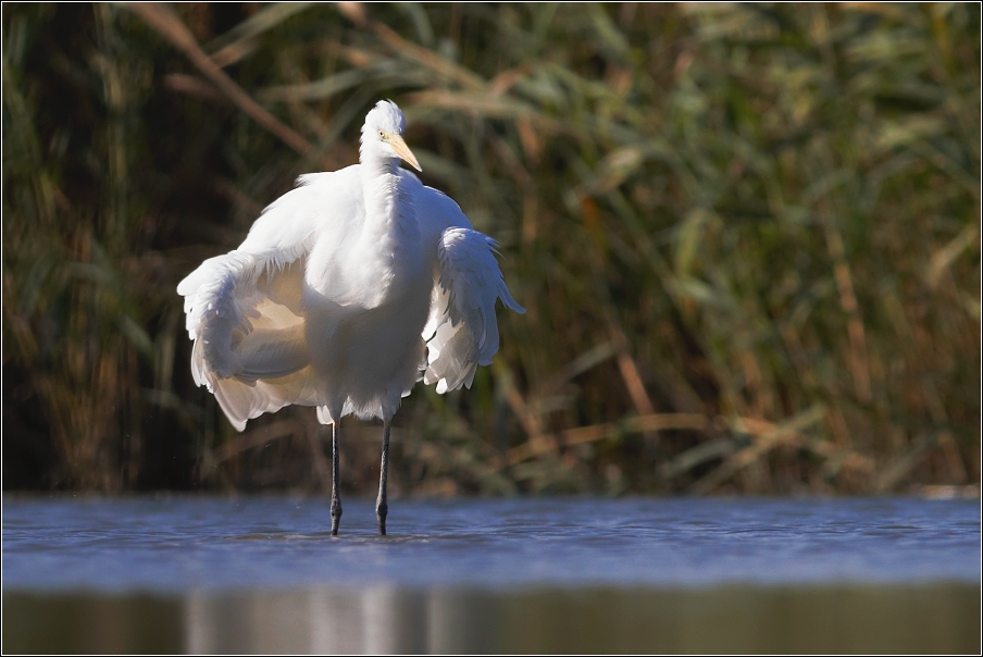 Volavka bílá ( Egretta alba )