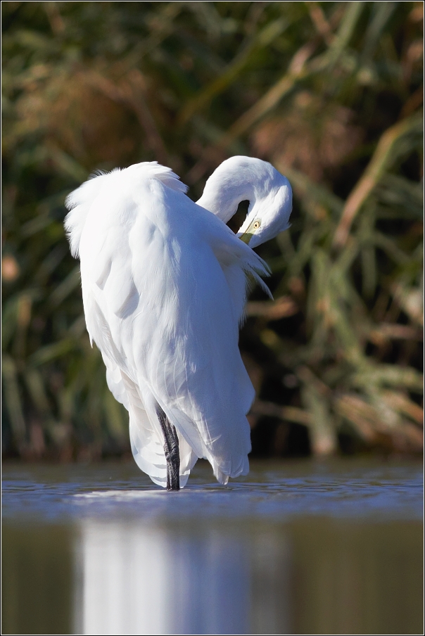 Volavka bílá ( Egretta alba )