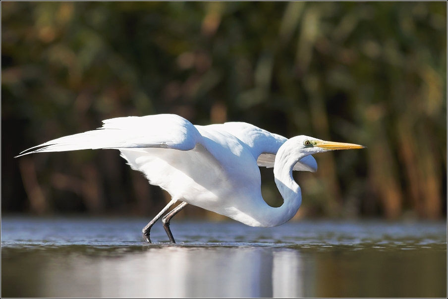 Volavka bílá ( Egretta alba )