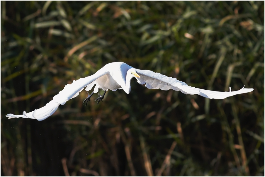 Volavka bílá ( Egretta alba )