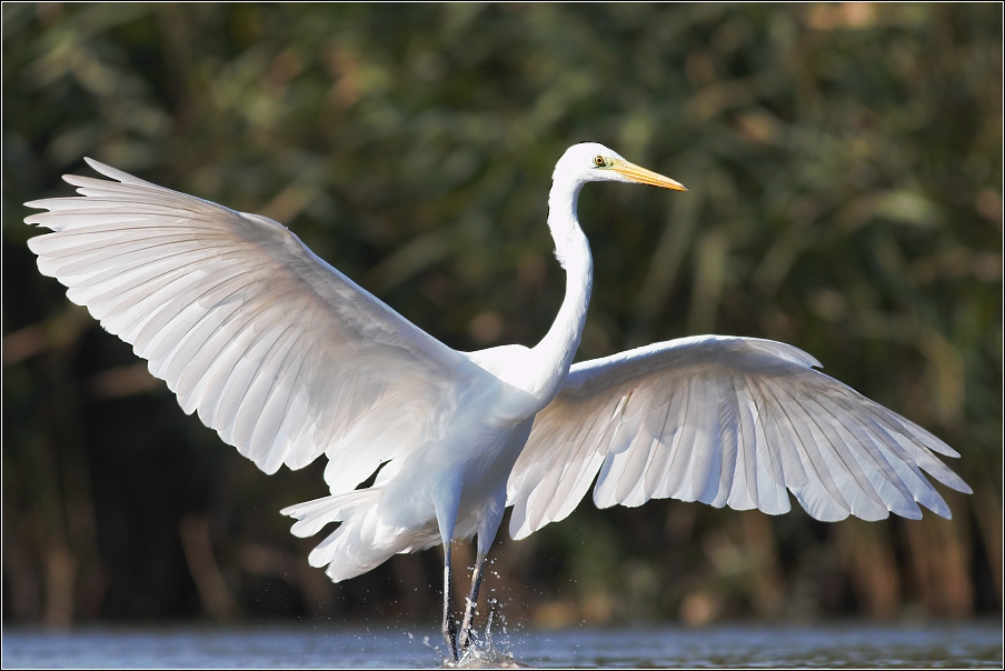 Volavka bílá ( Egretta alba )