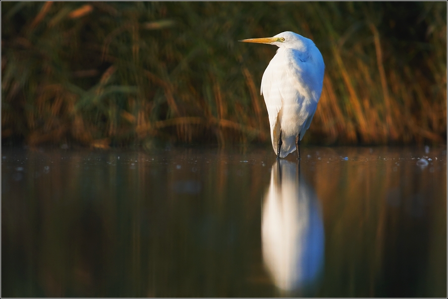 Volavka bílá ( Egretta alba )